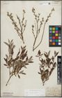 Foto von Salix aurita L. x Salix repens L.